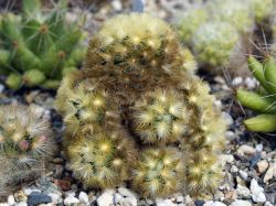 Mammillaria carmenae #1