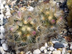 Mammillaria carmenae #2