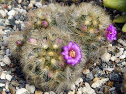 Mammillaria carmenae #3