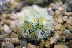 Mammillaria carmenae L 1223