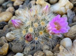 Mammillaria carmenae L 1363