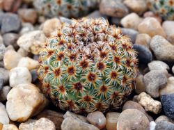 Mammillaria crucigera SB 529