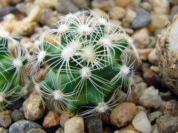 Mammillaria deherdtiana