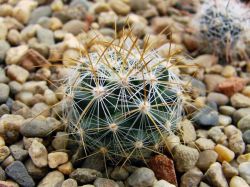 Mammillaria discolor v. longispina Rog 535