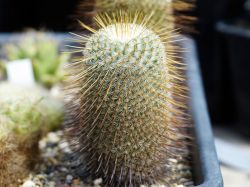 Mammillaria dixanthocentron