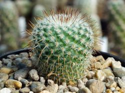 Mammillaria dixanthocentron P 322