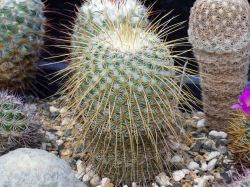 Mammillaria dixanthocentron, Teotitlan del Camino