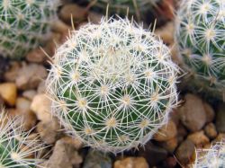 Mammillaria donatii Repp 882