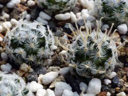 Mammillaria duwei