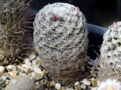 Mammillaria duwei