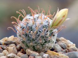 Mammillaria duwei f. красная колючка