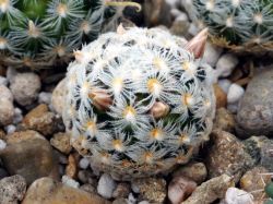 Mammillaria duwei L 1577