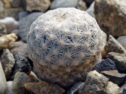 Mammillaria egregia SB 30