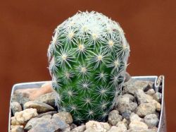 Mammillaria giselae ML 677