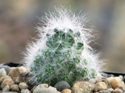 Mammillaria glasii L 1186A