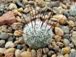 Mammillaria grahamii SB 154