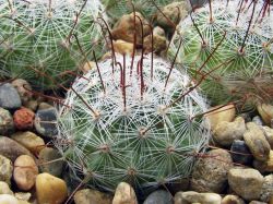 Mammillaria grahamii SB 154