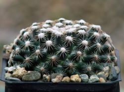 Mammillaria hemisphaerica RS 100