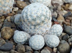 Mammillaria herrerae