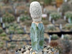 Mammillaria herrerae v. albiflora