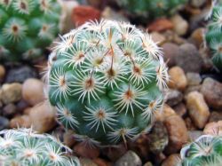 Mammillaria huitzilopochtli FO 13
