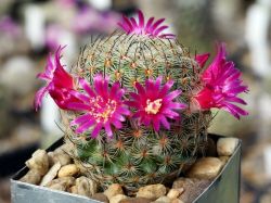 Mammillaria huitzilopochtli FO 13
