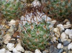 Mammillaria huitzilopochtli v. niduliformis L 1495