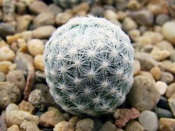Mammillaria humboldtii