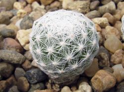 Mammillaria humboldtii