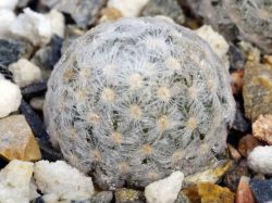 Mammillaria lasiacantha SB 255