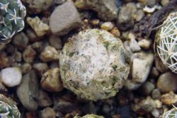 Mammillaria lasiacantha SB 500