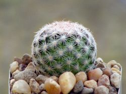 Mammillaria lasiacantha SB 64