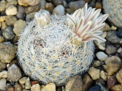 Mammillaria lasiacantha SB 64
