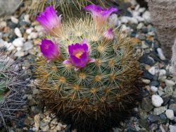 Mammillaria laui v. subducta L 1222
