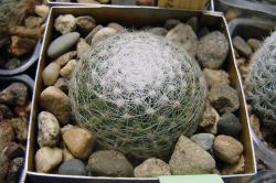 Mammillaria lenta