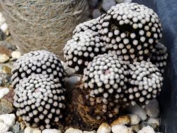 Mammillaria luethyi