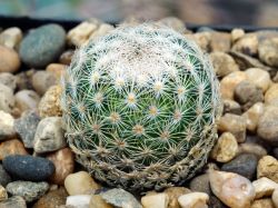 Mammillaria magallanii SB 143