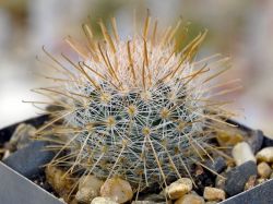 Mammillaria magallanii v. hamatispina Rog 088