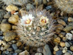 Mammillaria magallanii v. hamatispina Rog 088