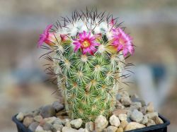 Mammillaria microchelia ML 285