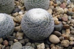 Mammillaria microthele RS 532