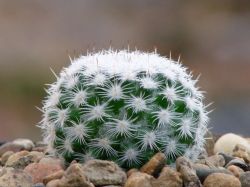 Mammillaria monticola Repp 844