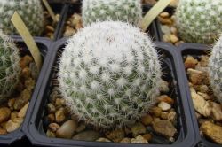 Mammillaria monticola Repp 844