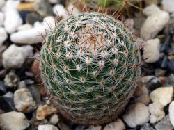 Mammillaria muehlenpfordtii Rog 433