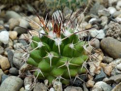Mammillaria multiseta Rep 842