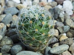 Mammillaria napina
