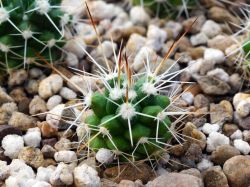 Mammillaria nejapensis
