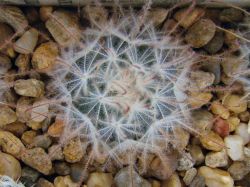 Mammillaria pennispinosa