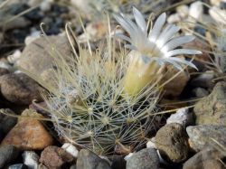 Mammillaria pennispinosa v. nazasensis SB 489