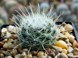 Mammillaria pennispinosa v. nazasensis SB 489